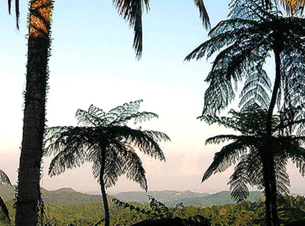 El Hotelito At The Rainforest Experience Farm Fajardo Extérieur photo